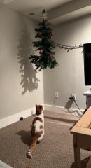 Cat Jumps Onto Hanging Christmas Tree - video Dailymotion