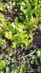 Caraku menanam bibit-bibit selada