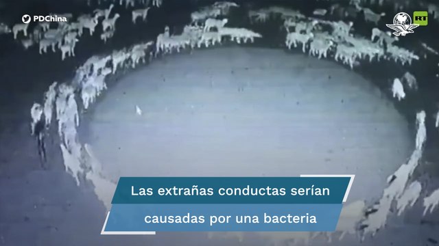 Esta es la enfermedad que hace que los animales caminen en círculos