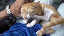 How Cats React When Seeing Stranger 1st Time - Running or Being Friendly