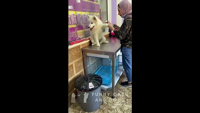Funny Cats and Dogs 03 - Funny Pets Videos - Try not to Laugh - Funny cats / dogs