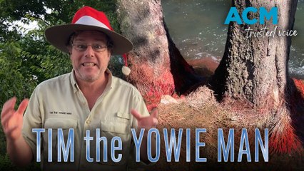 Tim the Yowie Man Cotter River red roots
