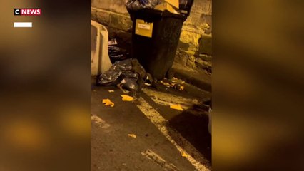 Bordeaux : des rats indispensables ?