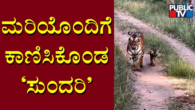 Tigress Sundari Spotted With Cub In Bandipur Tiger Reserve | Public TV