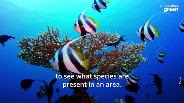 Scientists are asking schoolchildren to help track marine life fleeing from warming oceans