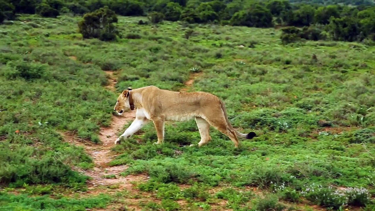 Lion