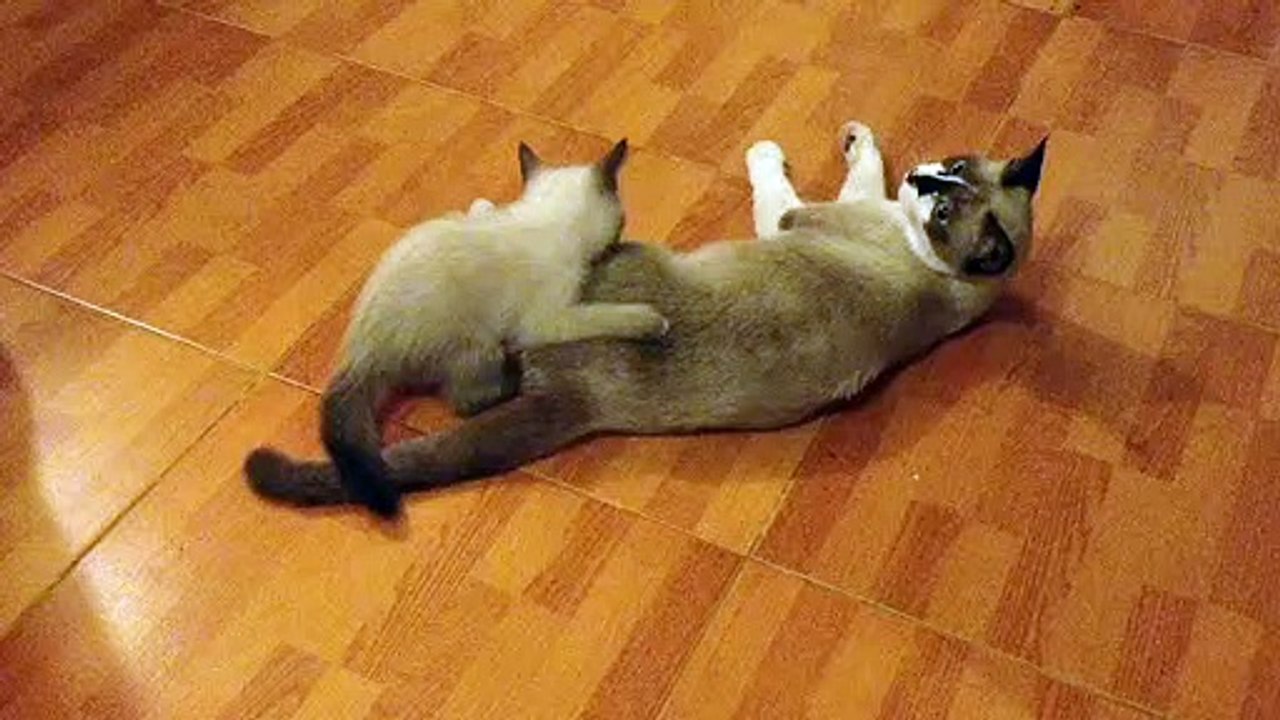 Cat cute