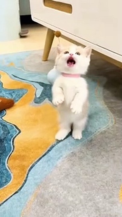 Cute cat