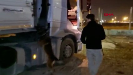 TIR'da döşeme kılıfına gizlenen 2,3 kilo kokaini 'Aşil' buldu