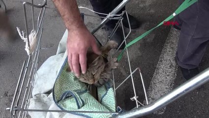 Pazar arabasındaki kedisi 'Gülüm' ile alışverişe gidiyor