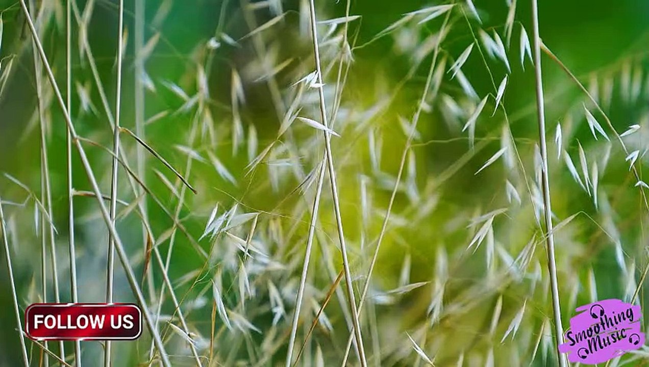 Beautiful Relaxing Music • Peaceful Piano Music & Guitar Music