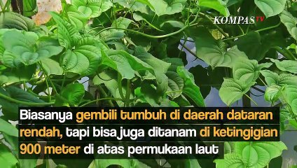 Mengenal Gembili, Umbi yang Baik Dikonsumsi untuk Penderita Diabetes