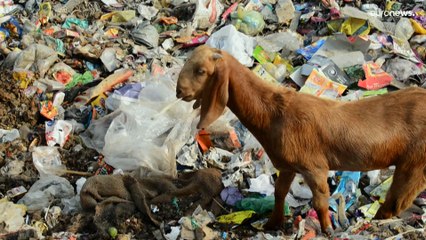 Canadá | La COP15 debatirá la extinción masiva de especies