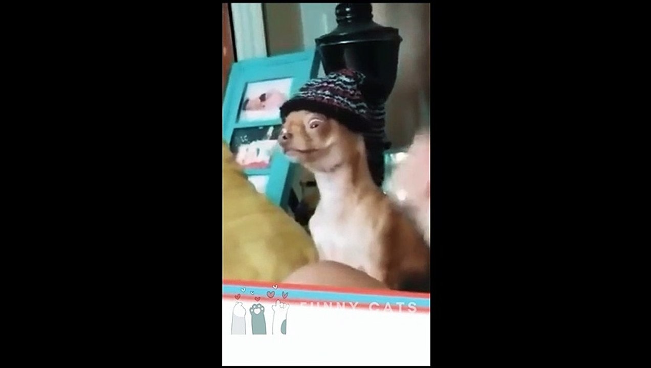 Funny Cats and Dogs 04 - Funny Pets Videos 2023 - Try not to Laugh - Funny cats / dogs