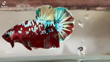 Ikan cupang red Cooper