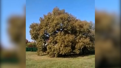 Kemerburgaz'daki tartışmalı villa inşaatı, anıt ağaçlara zarar vermeye başladı