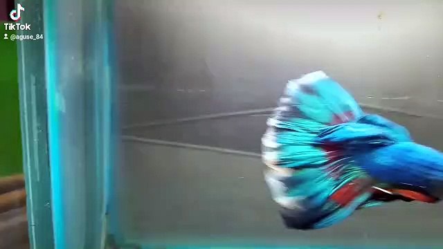 Ikan cupang halfmoon