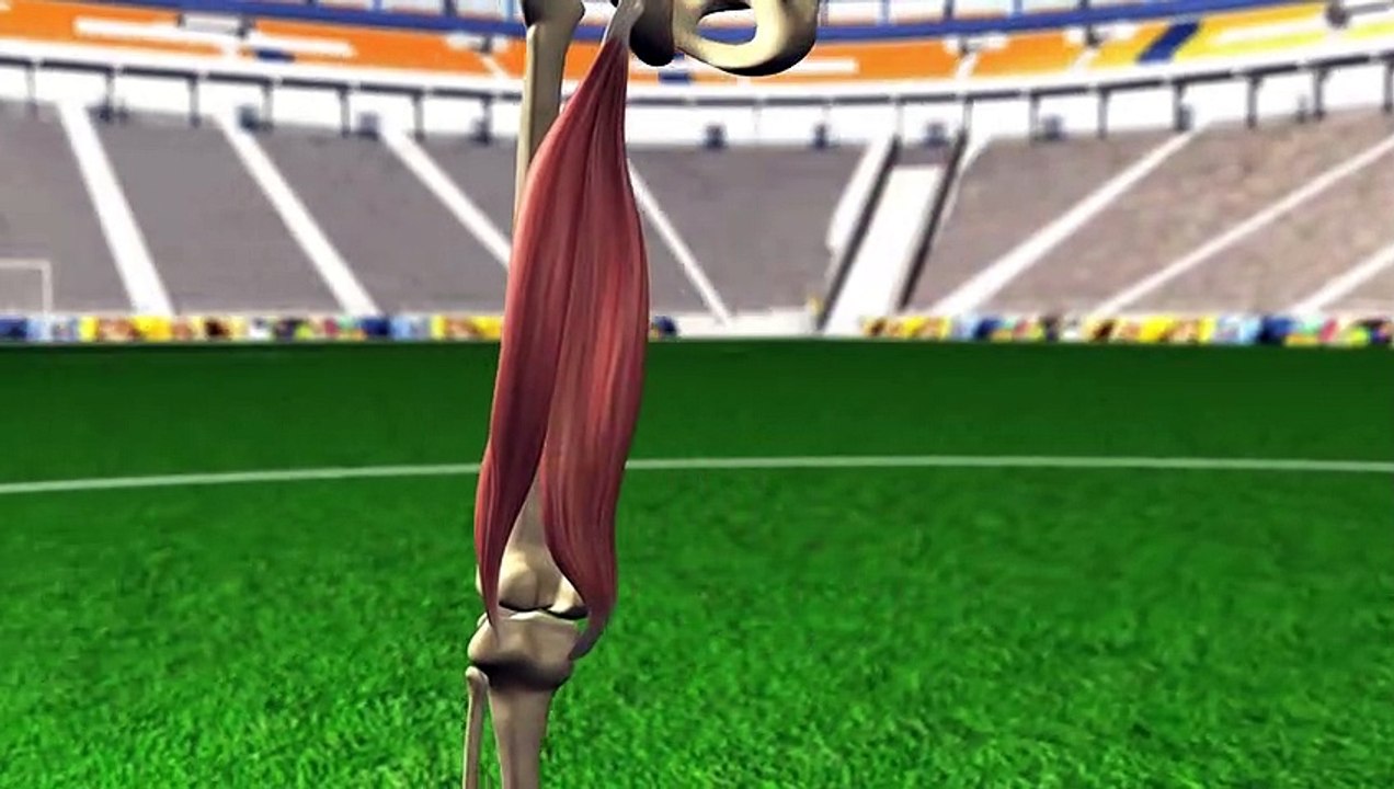 Les blessures du football: les ischio-jambiers