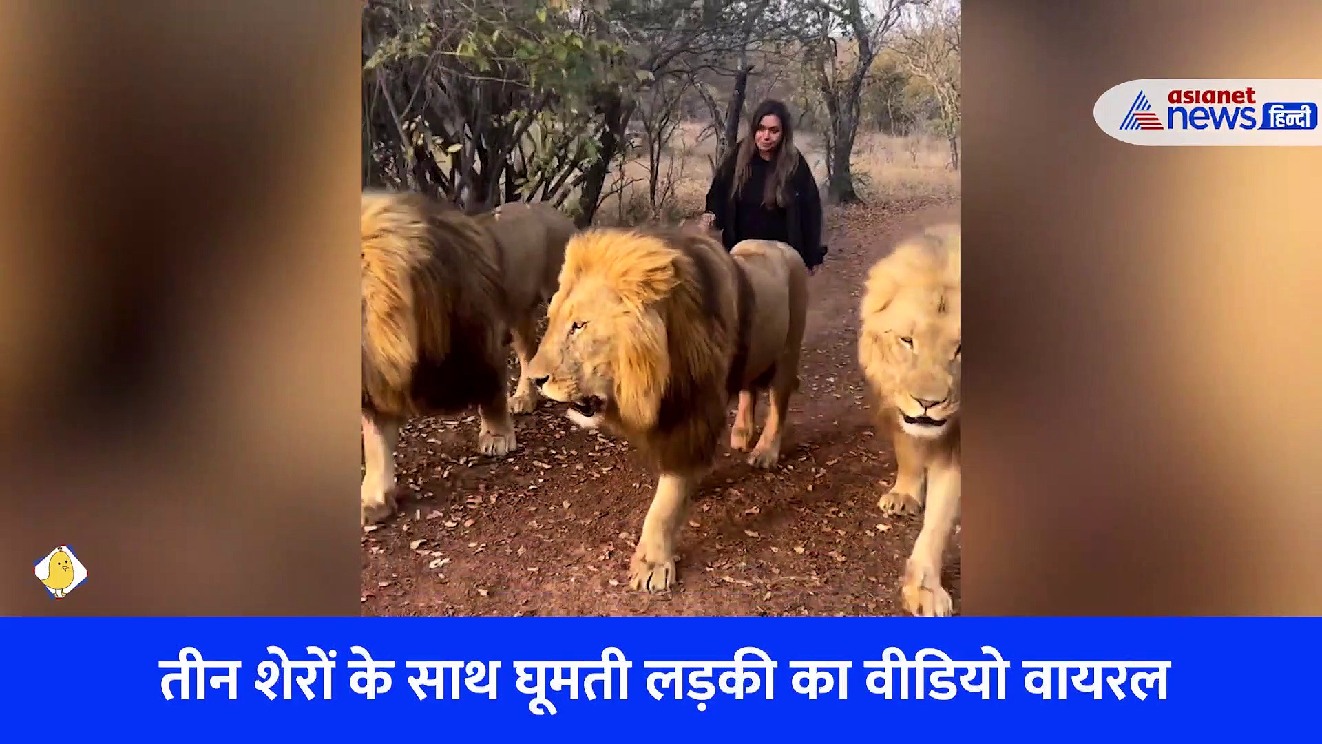 तीन शेरों के साथ घूमती लड़की का वीडियो वायरल