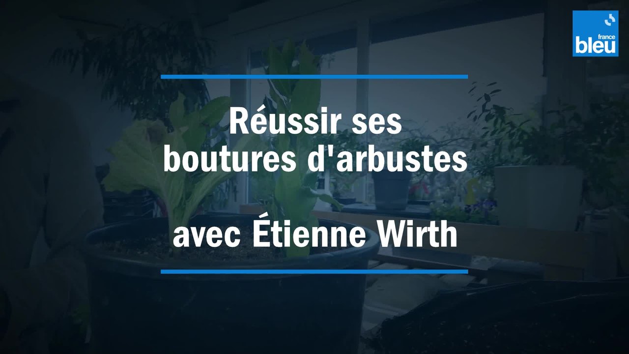 Réussir ses boutures d'arbustes