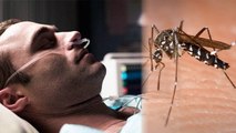 Asian Tiger Mosquito क्या होता है, जिसके काटने से इंसान पहुंच सकता है कोमा में । Boldsky *Health