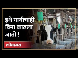 Ground Report : गायींचा हायटेक गोठा, इस्त्रायलमध्ये असे जपले जाते पशुधन.. | Hi Tech Cow Shed Israel