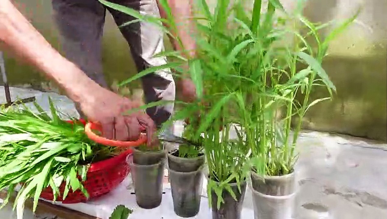 Using a plastic cup to grow water spinach