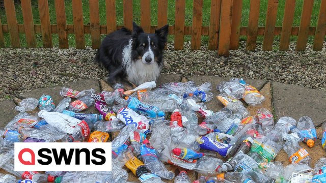 Clever recycling dog is helping clear the streets of litter by collecting plastic bottles during walkies