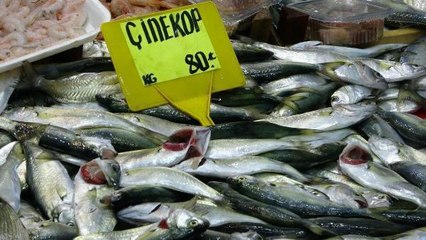 ÇANAKKALE'DE BALIK TEZGAHLARI BU KEZ ÇİNEKOPLA DOLDU