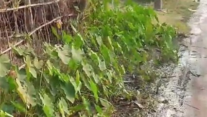 দঃদিনাজপুরঃ বেহাল নিকাশি নালাই যখন ডেঙ্গির আঁতুড়ঘর! ক্ষোভ বাসিন্দাদের