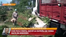 Con poca venta, inició la Zafriña de yerba mate en Misiones