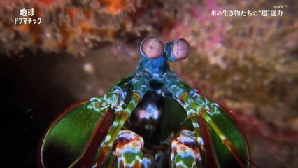 水中の驚きの進化！生き物たちの“超”能力をCGで徹底解剖🦈