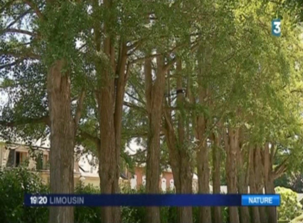 Les ginkgos ferroviaires de Saint-Sulpice-Laurière en Haute-Vienne