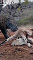 Komodo  Ejderi Ölü Kuzuyu Yutuyor
