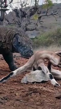 Komodo Ejderi Ölü Kuzuyu Yutuyor