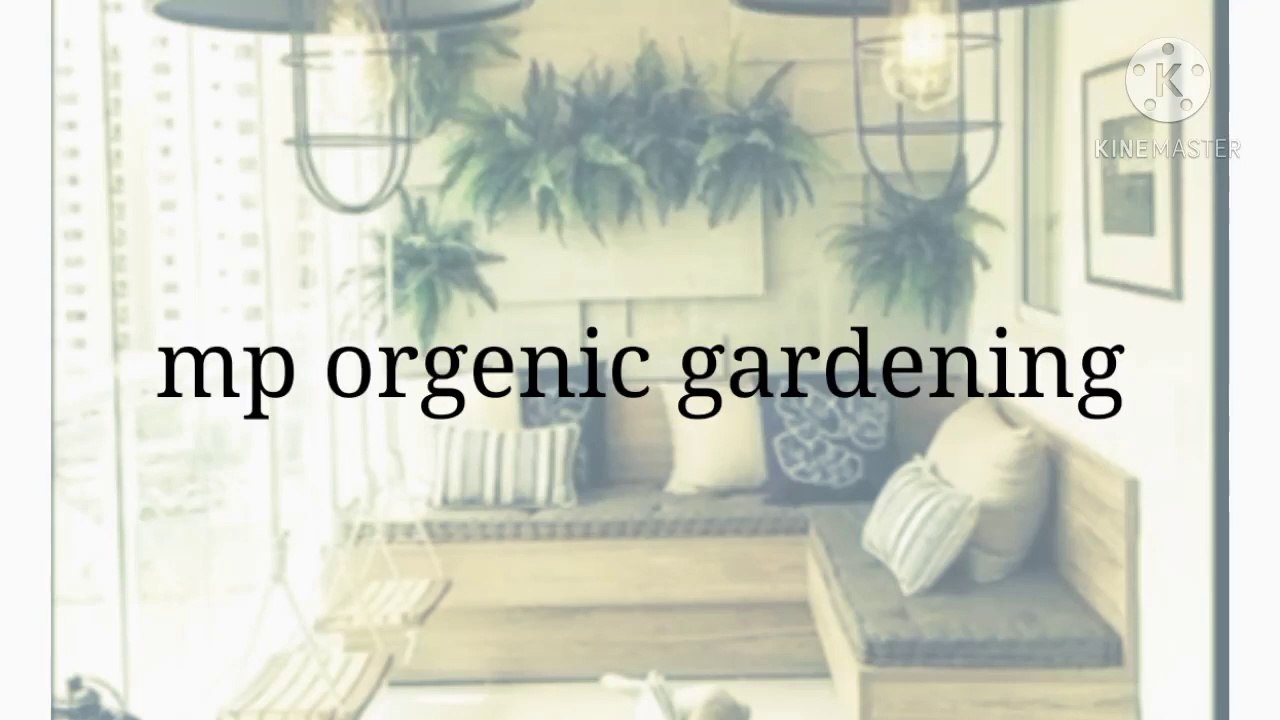 dhaniya grow from seeds./dhaniya grow at home.