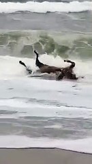 Autoridades investigam aparecimento de vacas mortas no litoral do Paraná