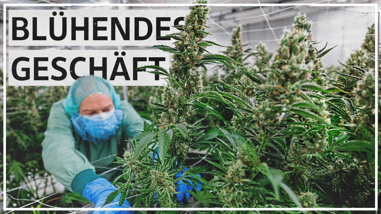 Einblicke in Deutschlands größte Cannabisproduktion: „Eine zukunftsweisende Branche“