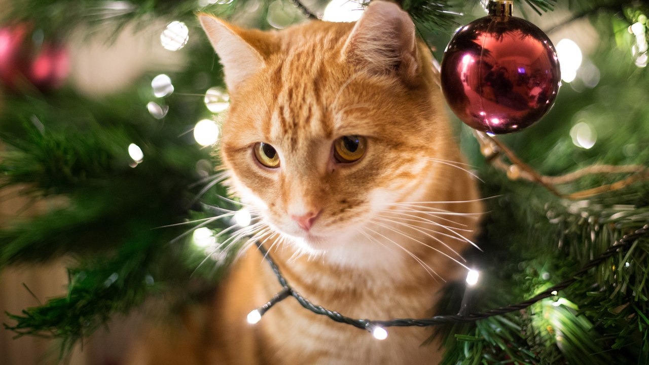 Haustierbesitzer aufgepasst! Hier lauern Gefahren zu Weihnachten