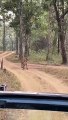 VIDEO : सतपुड़ा टाइगर रिजर्व में सफारी के दौरान पर्यटकों की जिप्सी के आगे आया बाघ