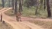 VIDEO : सतपुड़ा टाइगर रिजर्व में सफारी के दौरान पर्यटकों की जिप्सी के आगे आया बाघ