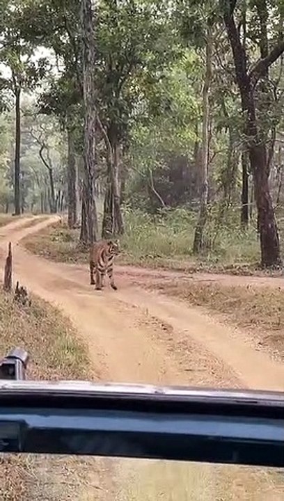 VIDEO : सतपुड़ा टाइगर रिजर्व में सफारी के दौरान...