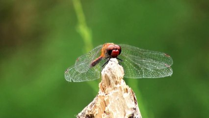 Close up video of the nature
