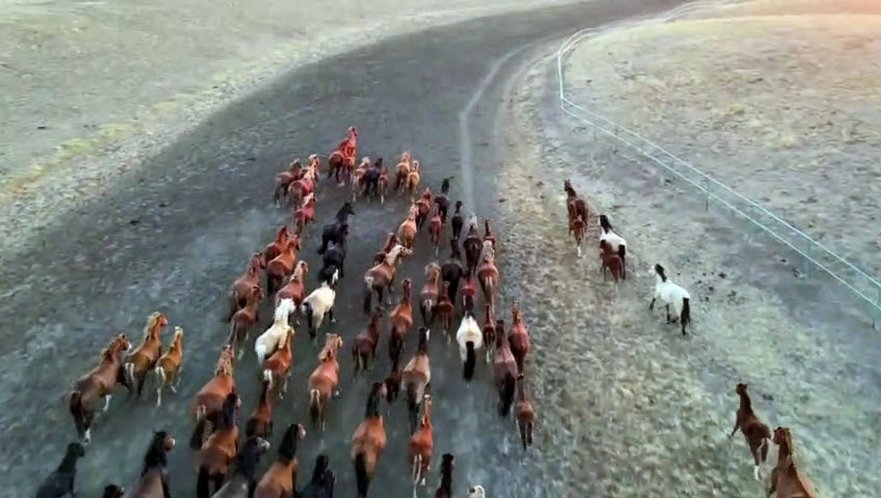 WONDER HORSE