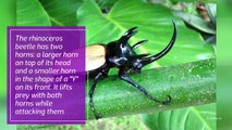 Five Interesting Things About Rhinoceros Beetles