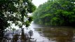 Rain on Leaves, Gentle Rain Sound to Sleep in 1 Hour, Beat Insomnia