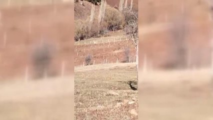 Köpeklerin bir kadına saldırması cep telefonuyla görüntülendi