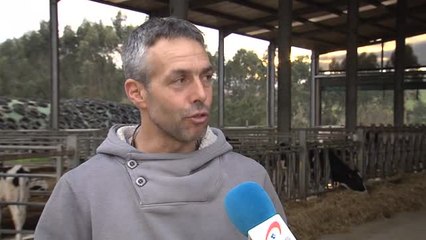 Una vaca cántabra la mejor en el Campeonato de Europa de Cremona