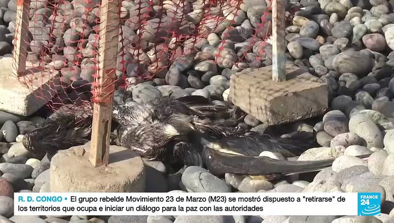 Alerta máxima en Perú por brote de gripe aviar que ya deja más de 13 mil aves muertas