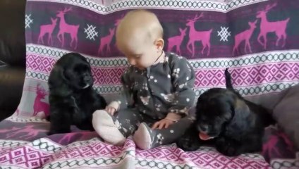 Adorable Baby Couch Time With Cocker Puppies